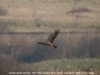 Marsh Harrier at Wat Tyler Country Park (Steve Arlow) (31734 bytes) Marsh Harrier at Wat Tyler Country Park (Steve Arlow) (31734 bytes)